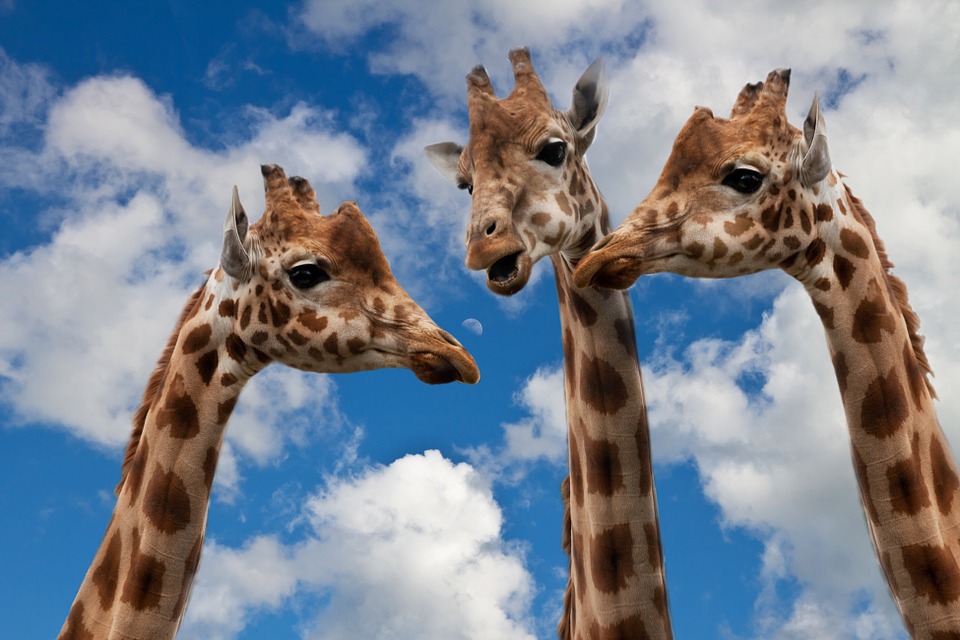 giraffes-627031_960_720